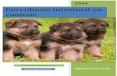 Coccidiosis intestinal en caninos