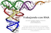 Bioinformática RNA