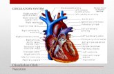 Cardiotonics -  Cardiac Glycosides