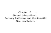 Ch 15 sensory pathways