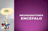 Neuroanatomia encefalo-