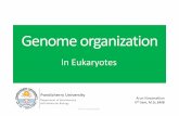 Genome organisation