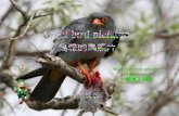 高雅的鳥照片Great birdpicture