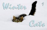 chats en hiver