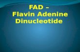 Fad – Flavin Adenine Dinucleotide