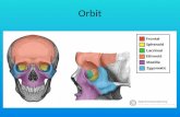 Orbit Anatomy
