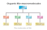 Organic Bio-macromolecules The molecules of life.