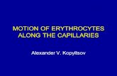MOTION OF ERYTHROCYTES ALONG THE CAPILLARIES Alexander V. Kopyltsov.