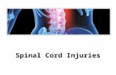 Spinal Cord Injuries. Protection of the Central Nervous System - understand  Scalp and skin  Skull and vertebral column  Meninges.