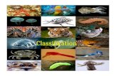 Classification. What is Classification? Biologists want to better understand organisms so they organize them. Classification = the grouping of objects.