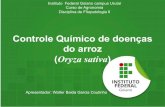 Controle Químico de doenças do arroz - Walter Baida Garcia Coutinho