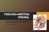 Fisiologia epidural