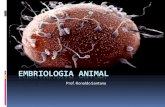 Aula 1º Ano Ensino Médio: Embriologia animal/humana