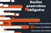 BACILOS ANAEROBIOS OBLIGADOS Clostridium