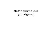 19.  metabolismo del glucogeno