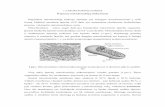 Kepenų mitochondrijų išskyrimas - bchi.lt · PDF fileViena svarbiausių baltymų funkcijų – katalitinė: medžiagų apykaita būtų neįmanoma,