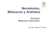 Nematodes, Moluscos y Anélidosecaths1.s3.amazonaws.com/zoologiaveterinariaunt/1540524325.NEMAT… · Nematodes, Moluscos y Anélidos Zoología Medicina Veterinaria Ing. Agr. Adriana