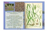 Poaceae -  · PDF filePoaceae Avena sativa L. Narodni naziv: ovas, zob Stanište: uspeva skoro svuda, sporadično se jljk diljljavlja kao podivljala Nalazište: rasprostranjena