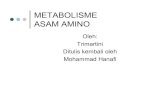 METABOLISME ASAM AMINO - Mhanafi123's Blog · PDF filedari kadar rendah ke tinggi ... anabolisme Æsintesis protein ada 20 macam asam amino dasar : 10 macam adalah asam amino esensial