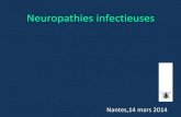 Neuropathies infectieuses - Collège des Enseignants de ... · PDF fileTraitement de la neuropathie lépreuse •Forme tuberculoïde: –Rifampicine : 600mg/mois –Dapsone :100mg/j