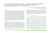 L C CAM La fosfoenolpiruvato carboxilasa (PEPC): enzima ...digital.csic.es/bitstream/10261/29768/13/echevarria.pdf · 86 CRISTINA ECHEVARRÍA ET AL. que transportan carbono y poder