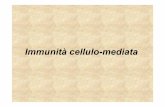 Lezione Immunità Specifica -  · PDF fileReazioni immunitarie cellulo-mediate   . ... Risposte dei macrofagi attivati Uccisione dei microbi fagocitati Secrezione di