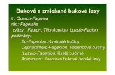 Bukové a zmiešané bukové lesy - kf.tuzvo.sk · PDF fileSymphyto cordati – Fagetum. Bukové kvetnaté lesy podhorsk