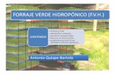 Antonio Quispe Bartolo -   · PDF file . Title: FORRAJE VERDE HIDROPÓNICO (F.V.H.) Author: g Created Date: 6/18/2011 10:01:54 AM