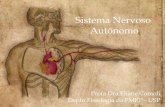 Sistema Nervoso Autônomo - · PDF fileROTEIRO DE AULA TEÓRICA : SISTEMA AUTÔNOMO 1. Divisões do Sistema Nervoso Autônomo: SNSimpático SNParassimpático SNEntérico 2. Controle