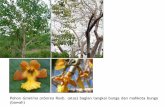 Pohon Jabon (Anthocephalus chinensiselti.fesprojects.net/2012 Course Mining Reg Indonesia/boer2_biologi... · Habitat perairan dengan rerumputan air di areal reklamasi-rehabilitasi