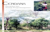 CENDANA - World Agroforestry · PDF filePeraturan Daerah dan cara budidaya serta sifat hidup cendana merupakan hal yang sangat penting untuk disampaikan kepada masyarakat setempat
