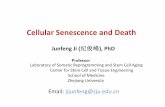 Cellular Senescence and Death - Zhejiang Universitym-learning.zju.edu.cn/G2S/eWebEditor/uploadfile/... · Cellular Senescence and Death ... factors determine the susceptibility to