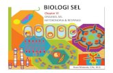 Chapter VI ORGANEL SEL MITOKONDRIA & RESPIRASItadris-biologi-iainjember.weebly.com/uploads/8/7/3/5/87352766/... · GLIKOLISIS – FASE INVESTASI ENERGI ... kesetimbangan dalam sel