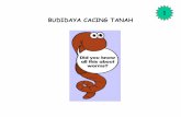 BUDIDAYA CACING TANAH - syekhfanismd.lecture.ub.ac.idsyekhfanismd.lecture.ub.ac.id/files/2013/02/BUDIDAYA-CACING-TANA… · dan bertukar sperma. ... waktu untuk makan dan percaya