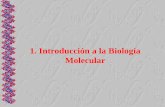 1. Introducción a la Biología Molecular - sgpwe.izt.uam.mxsgpwe.izt.uam.mx/.../uami/acym/Introduccion_biologia_molecular.pdf · La biología molecular es una ciencia cuyo objetivo