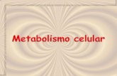 METABOLISMO CELULAR - …iespoetaclaudio.centros.educa.jcyl.es/sitio/upload/metabolismo_2... · Metabolitos ATP, GTP, NADH... Funciones vitales (gasto de energía) Catabolismoen la