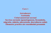 Curs 1 Introducere Anatomia Ciclul menstrual normal ...iasi-medecine.weebly.com/uploads/5/4/8/2/5482113/introduction... · Curs 1 Introducere Anatomia Ciclul menstrual normal Sarcina