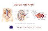 SISTEM URINARI - kroosita2.staff.ipb.ac.idkroosita2.staff.ipb.ac.id/files/2014/09/URINARY-SYSTEM_desember... · • Organ ekskresi : hati (hepar), ginjal (renal), kulit (skin) dan