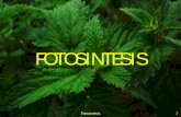 FOTOSINTESIS -   · PDF fileproses fotosintesis, cahaya hijau sebagian besar dipantulkan