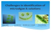 Challenges in identification of microalgae & solutionsapbs.mersin.edu.tr/files/talp/Scientific_Meetings_029.pdf · Challenges in identification of microalgae & solutions ... (data