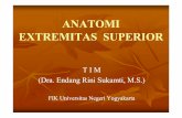 ANATOMI EXTREMITAS SUPERIOR - staff.uny.ac.idstaff.uny.ac.id/sites/default/files/Anatomi-EXTREMITAS SUPERIOR.pdf · ANATOMI EXTREMITAS SUPERIOR T I M ... Ekstremitas superior Dibedakan