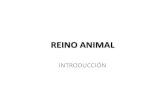 REINO ANIMAL - Bachillerato · PDF fileReino Animal - Clasificación NO CORDADOS (INVERTEBRADOS) •Poríferos (esponjas) •Cnidarios (medusas, corales, pólipos, anémonas de mar)