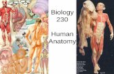 Biology 230 Human Anatomy - Cuyamaca College · PDF fileBiology 230 Human Anatomy. Anatomy • The art of separating the parts of an organism in order to ascertain their position,