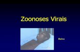 Zoonoses Virais -  · PDF fileDefinição Zoonoses são doenças transmitidas de animais ao homem, direta ou indiretamente (através de vetores). Quando um inseto vetor está