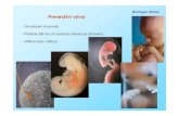 Biologie dítěte Prenatální vývoj - janamodra.czjanamodra.cz/tul/BIDM_ontogeneze.pdf · Biologie dítěte Prenatální vývoj Dítěje uloženo v plodových obalech v plodové