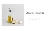 Allium sativum -  · PDF filekecil vitamin dan mineral, seperti vit.C, vit.E, beta karoten, kromium, besi dan selenium. ... •Banyak uji membuktikan efek antineoplastik senyawa