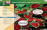 Plant Structure and Function - PC\|MACimages.pcmac.org/SiSFiles/Schools/AL/ColbertCounty... · form most plant tissues. ... 634 Chapter 22 • Plant Structure and Function Plant Tissues