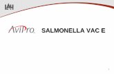 AviPro Salmonella Vac E - provetsa.net Vac E.pdf · 42 Comparación de Productos – Vacunas Vivas Avipro Salmonella Vac E SG 9R Ventajas Avipro Salmonella Vac E Usada a partir de