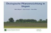 Ökologische Pflanzenzüchtung in Ungarn - · PDF file• Körös-Maros Biofarm Ltd. • Elitmag Ltd. • Natur Gold Ltd. • Cseh Bakery Ltd. Partner Vielen Dank für Ihre Aufmerksamkeit!