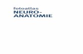 fotoatlas NEURO- ANATOMIE - Der Medizinverlag | · PDF fileDVD-Inhaltsübersicht 1 Zentralnervensystem im Überblick 1.1 Gehirn und Rückenmark 1.2 Gehirn von oben 1.3 Linke Gehirnhälfte